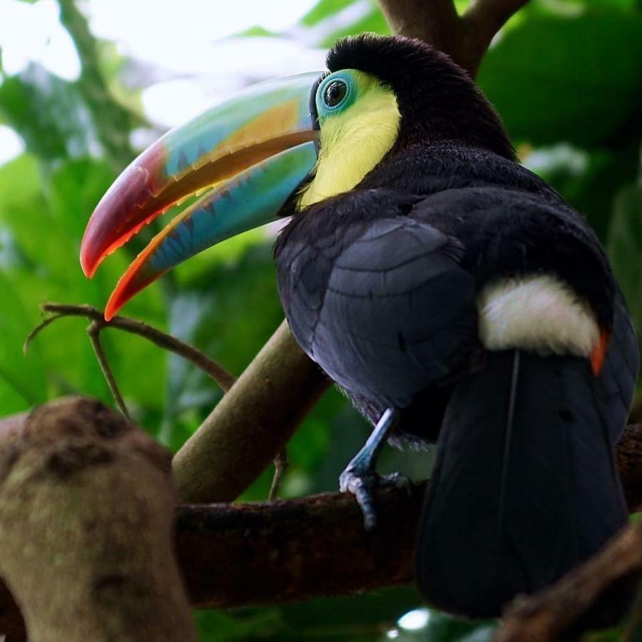Gaia Amazon Eco Lodge Ahuano Εξωτερικό φωτογραφία